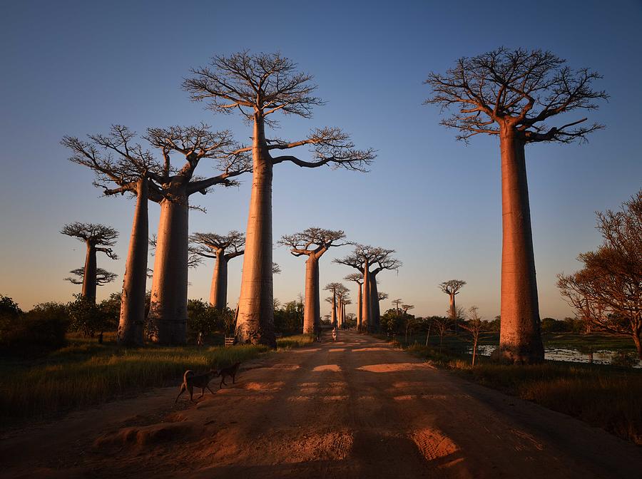Allees des Baobabs Photograph by Rod /