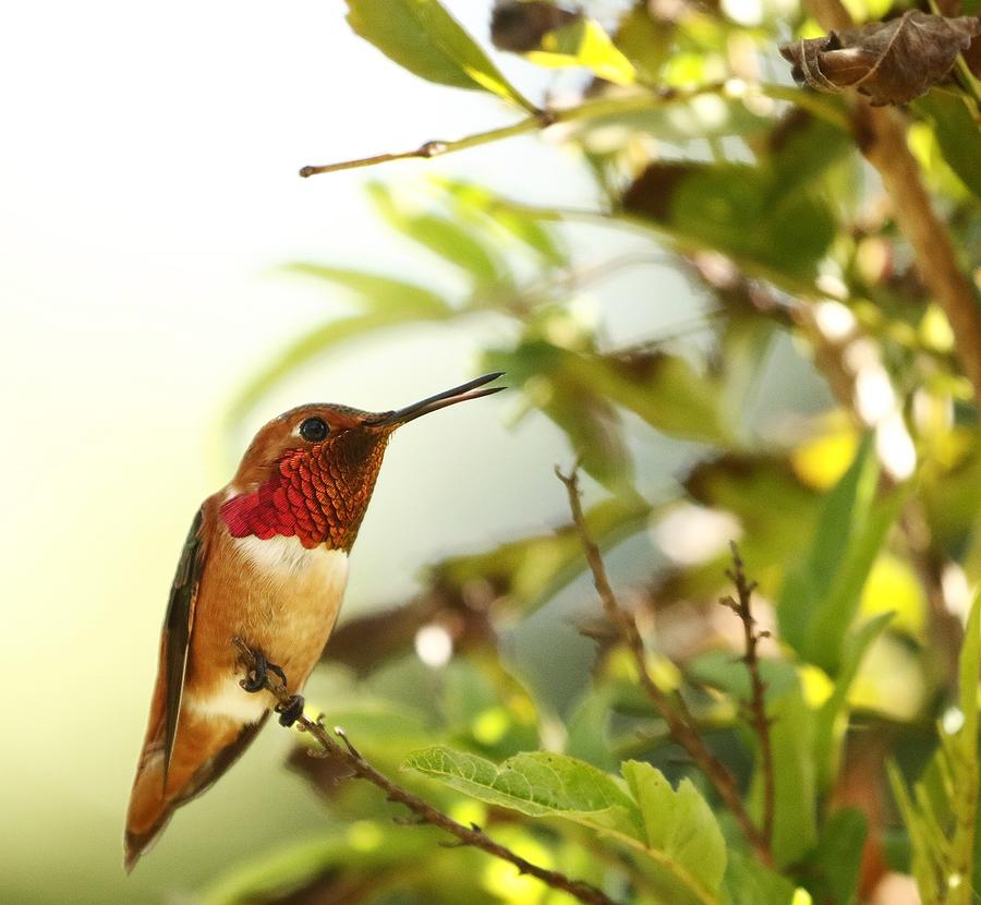 Allen hummingbird with open beak Photograph by Barbara Wallace - Pixels