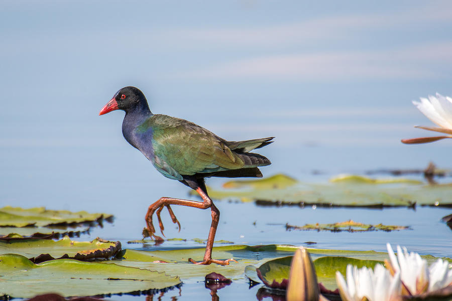 Allens gallinule glides across lily pads Photograph by Edwin Remsberg