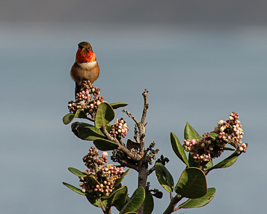 Allens Hummingbird 3 Photograph by Lee Kirchhevel