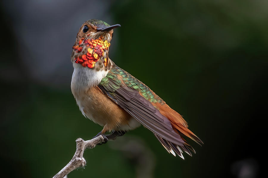 Rufous Hummingbird 7 Photograph by MaryJane Sesto