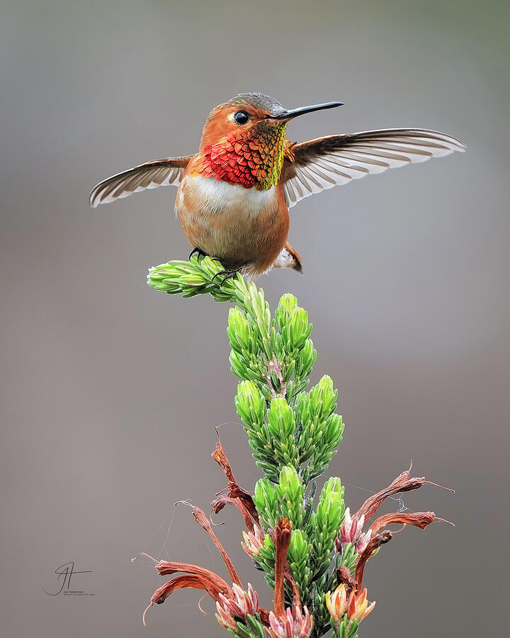 Wildlife Photograph - Allens Hummingbird 8 by Jim Thompson Wildlife Photograph - Allens Hummingbird 8 by Jim Thompson