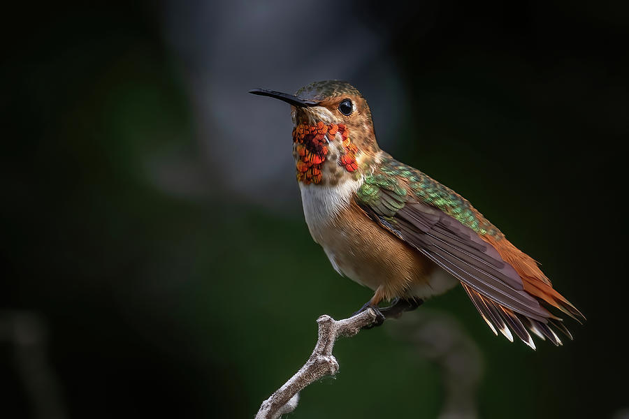Rufous Hummingbird 8 Photograph by MaryJane Sesto