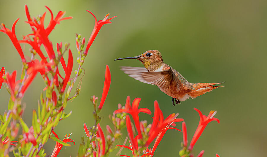 Hummingbird Photograph - Allens Hummingbird And Red Flowers by Morris Finkelstein