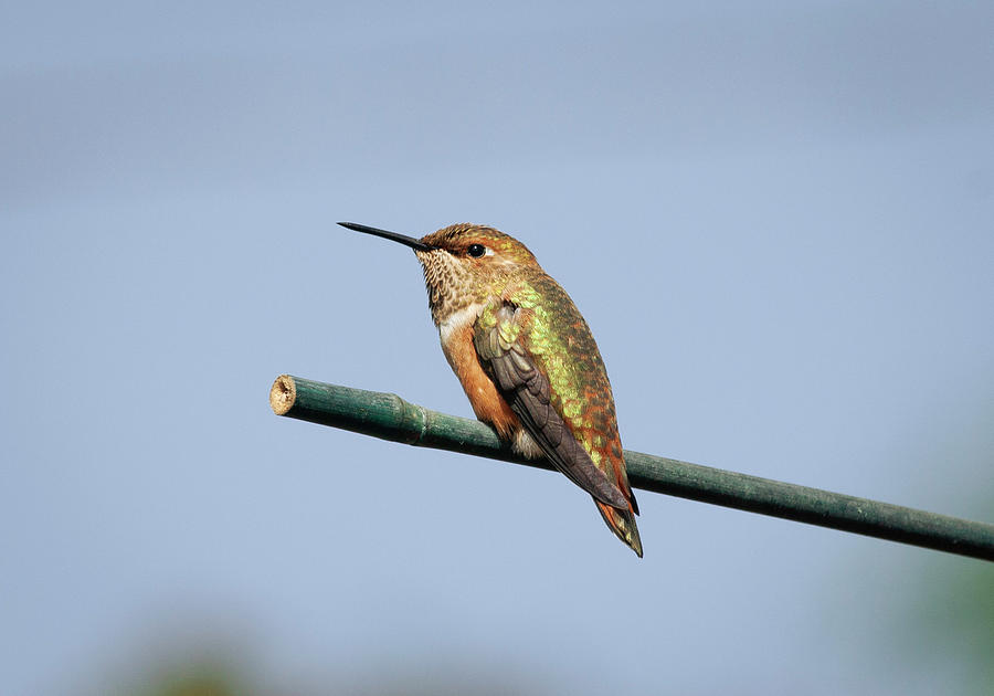 Allens Hummingbird Photograph by Betty Depee