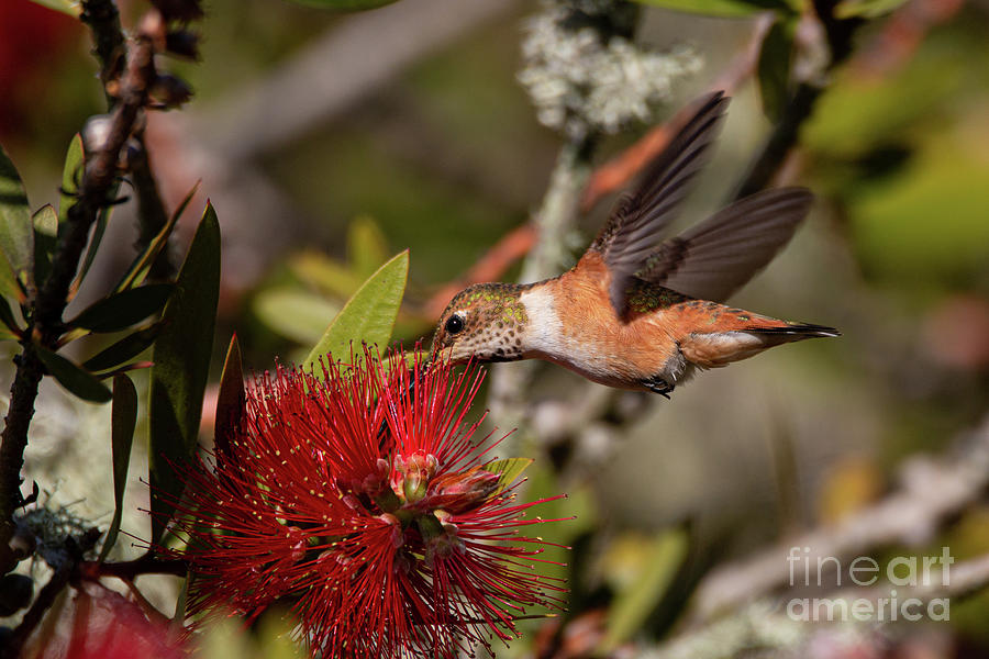 Allens Hummingbird Feeding 4614 Photograph By Craig Corwin