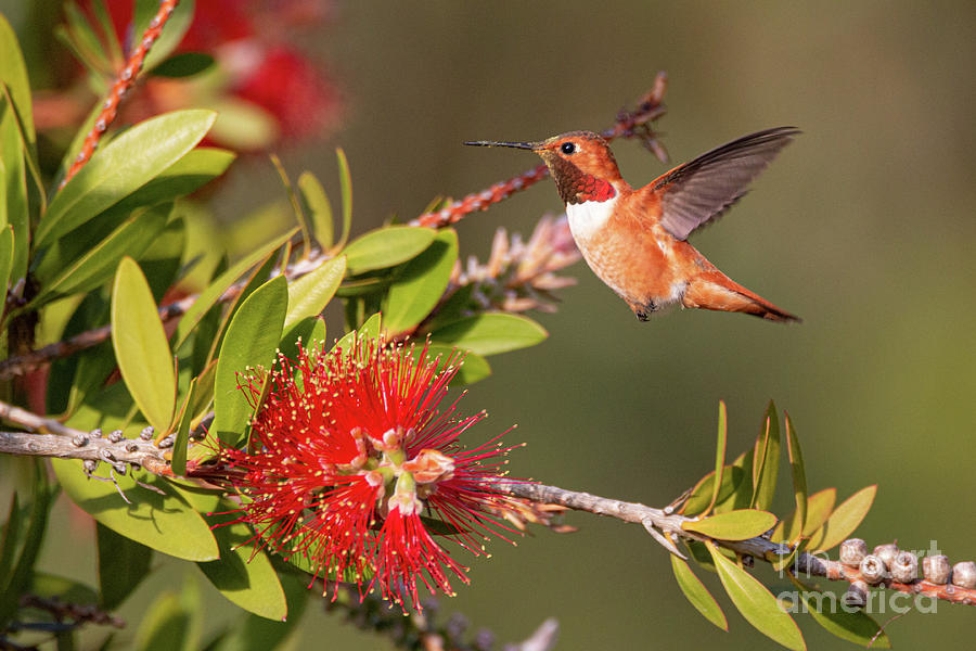 Allen's Hummingbird Hover 4720 Photograph by Craig Corwin - Fine Art ...