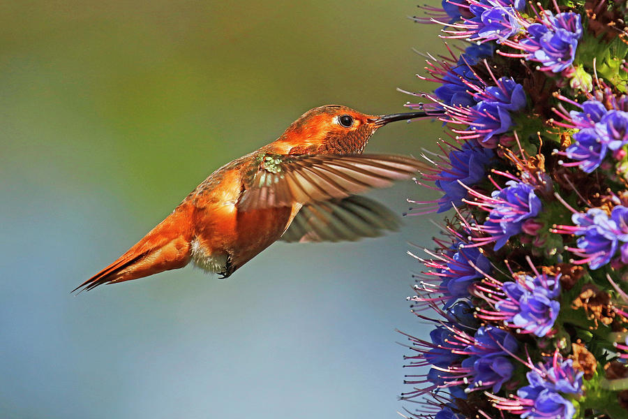 Rufous Hummingbird, Huntington Beach, California Photograph by MaryJane Sesto