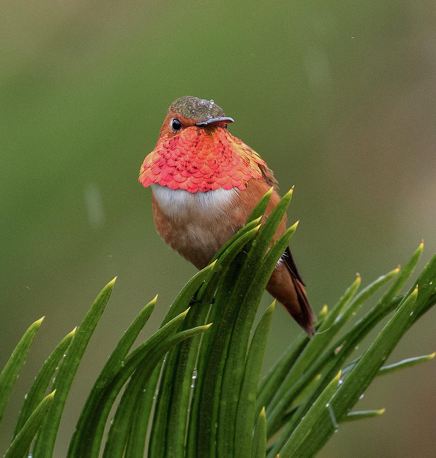 Allens Hummingbird In The Rain Photograph