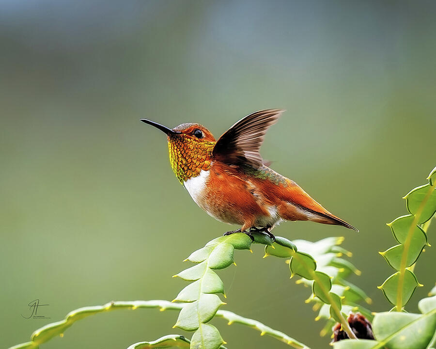 Wildlife Photograph - Allens Hummingbird by Jim Thompson Wildlife Photograph - Allens Hummingbird by Jim Thompson