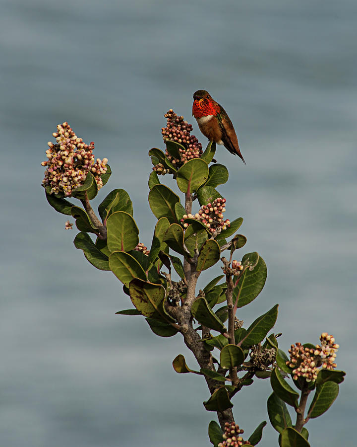 Allens Hummingbird Photograph by Lee Kirchhevel