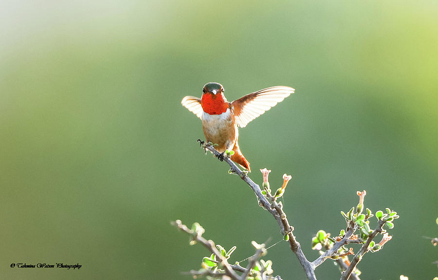 Allens Hummingbird Photograph by Tahmina Watson