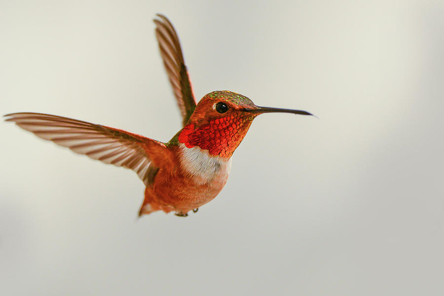 Hummingbird Photograph - Allens Hummingbird by Thomas Morris