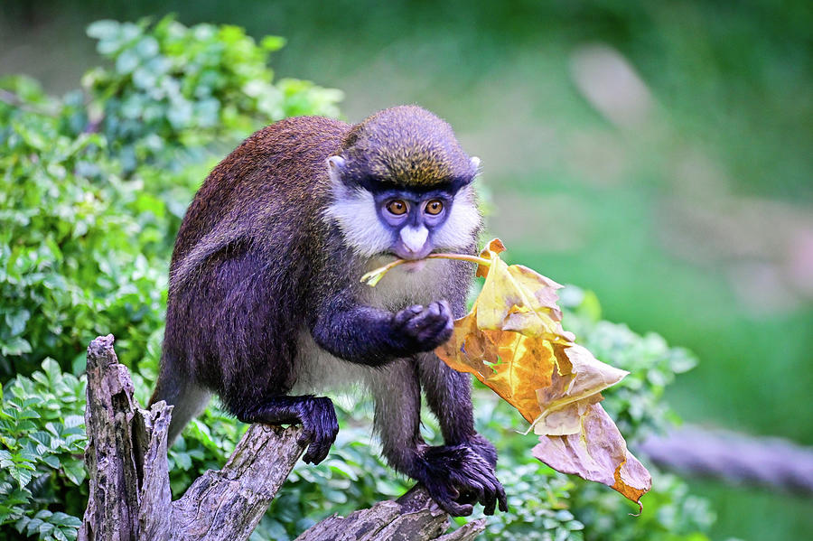 Allens swamp monkey posing Photograph by Ed Stokes
