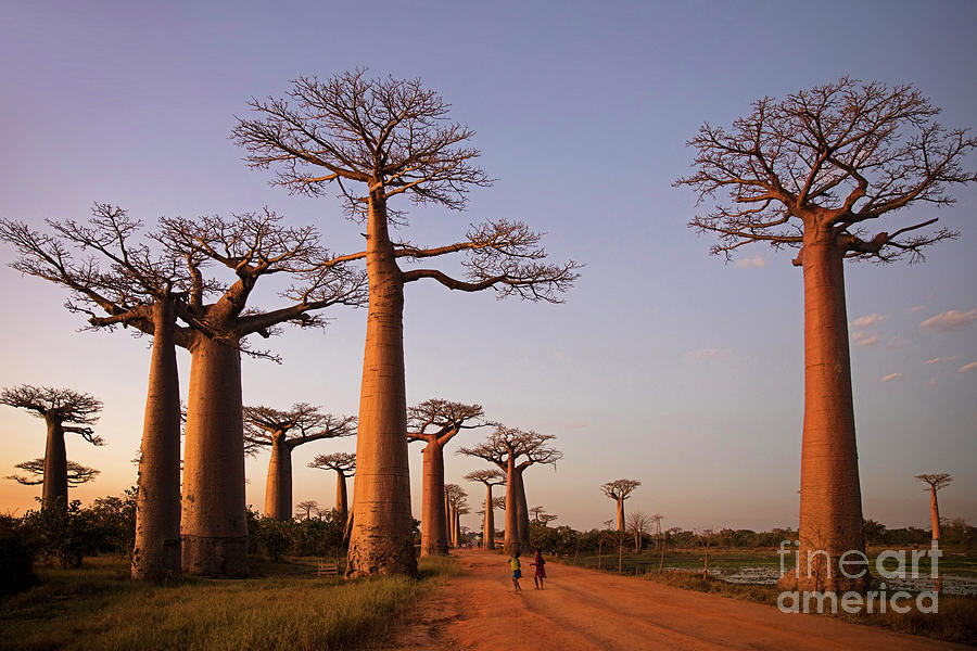 Alley of the Baobabs, Madagascar Photograph by Arterra Picture Library