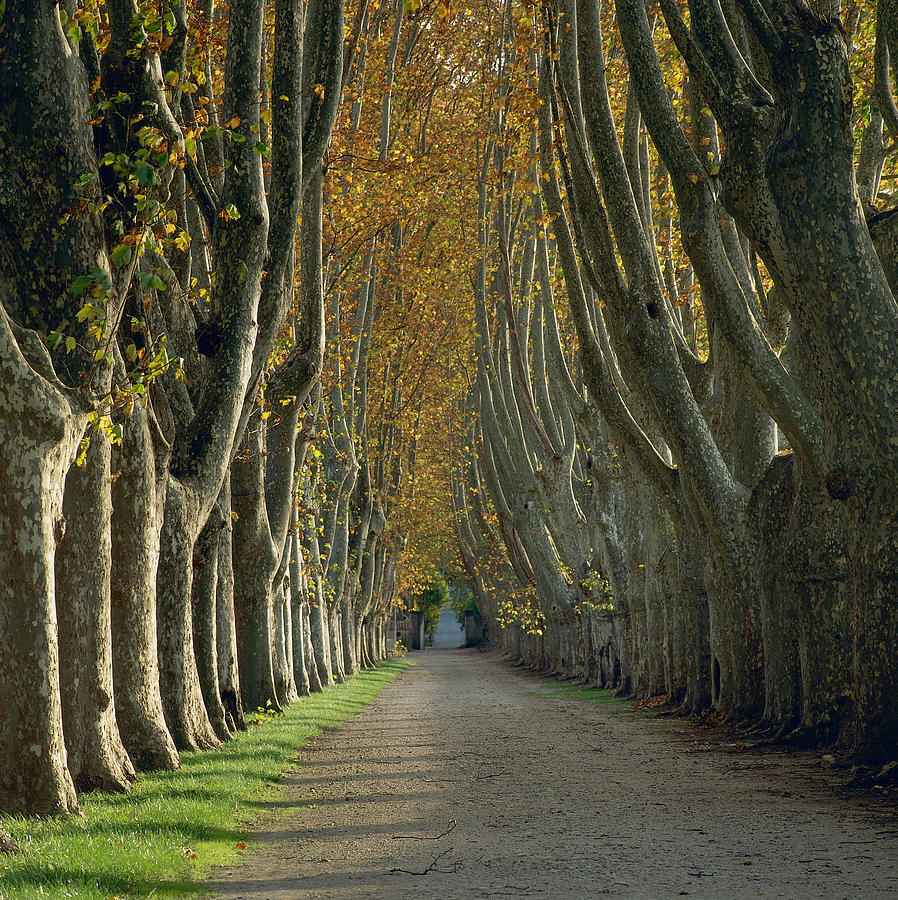 Alley of trees bordering driveway, Laroque D Antheon, France Photograph by David Henderson