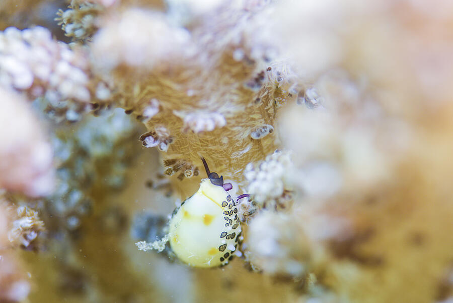 Allied cowrie is stretching its antennas Photograph by Little Dinosaur