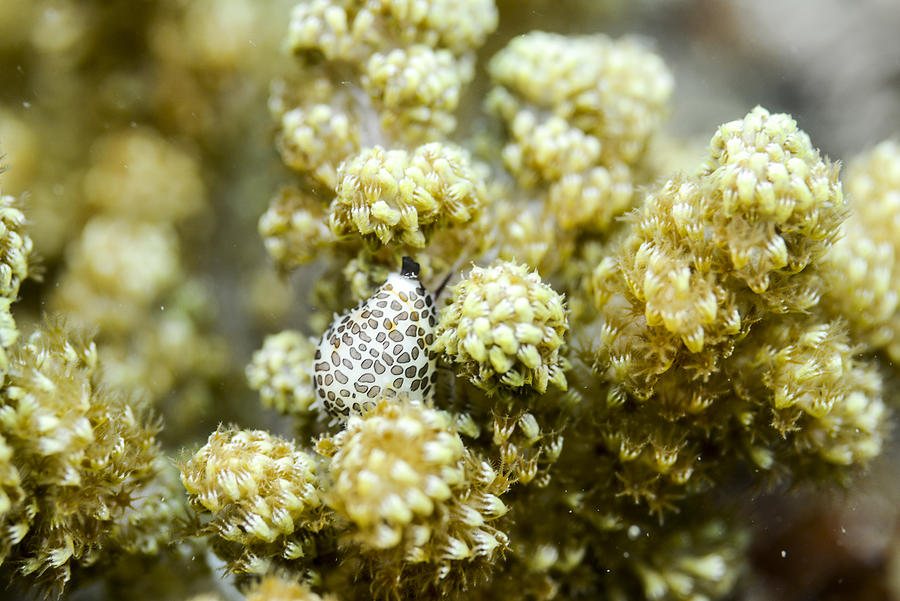 Allied cowrie on the soft coral Photograph by Little Dinosaur