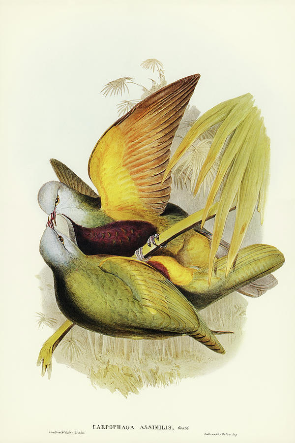 John Gould Drawing - Allied Fruit-Pigeon, Carpophaga assimilis by John Gould