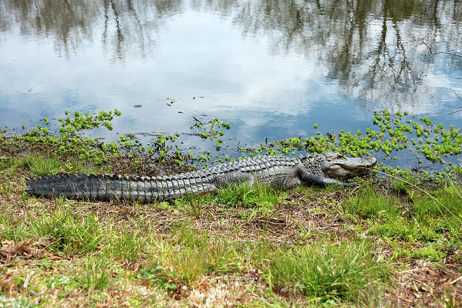  Alligator-1 Photograph by John Kirkland