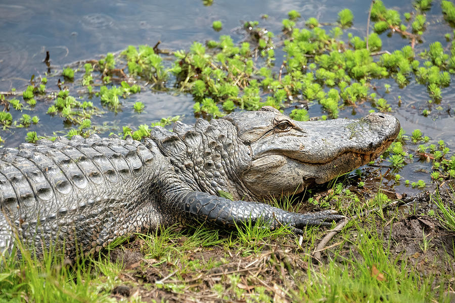 Alligator-2 Photograph by John Kirkland