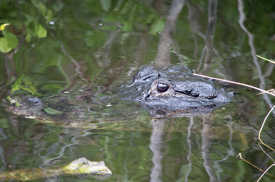 Alligator 3  Photograph by Deborah M