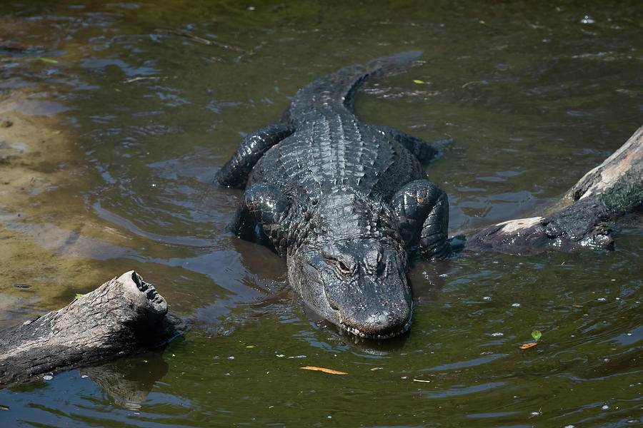 Alligator-3 Photograph by John Kirkland