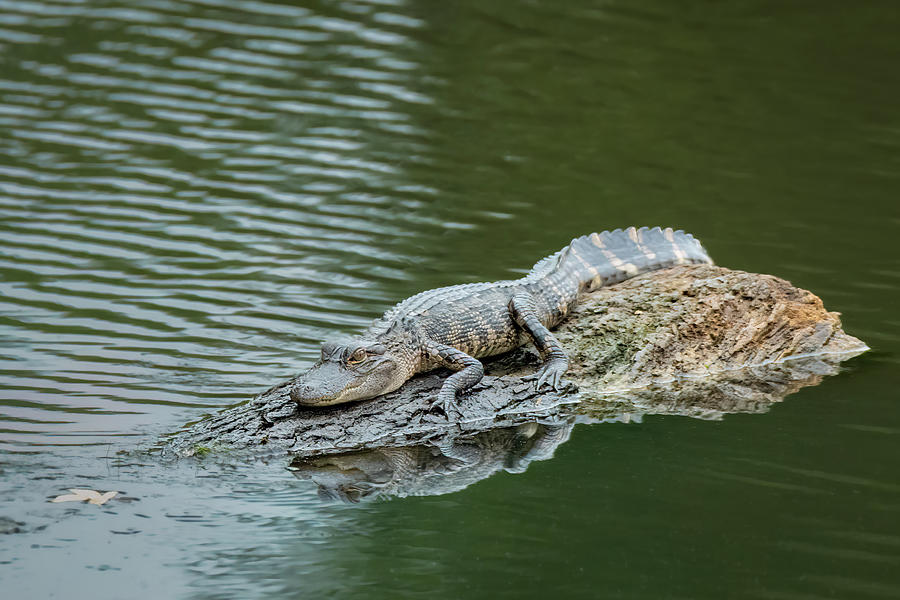 Alligator-4 Photograph by John Kirkland