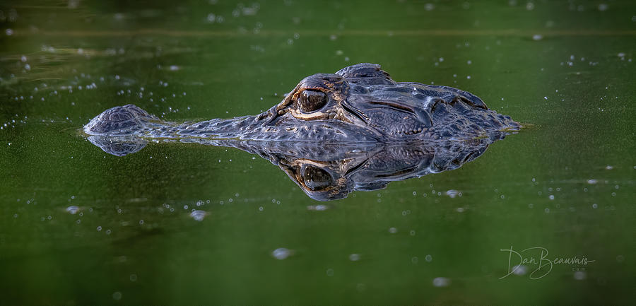 Alligator 9180 Photograph by Dan Beauvais