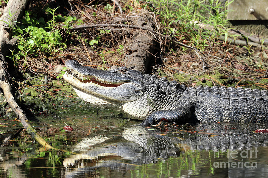 Alligator  9940 Photograph by Jack Schultz