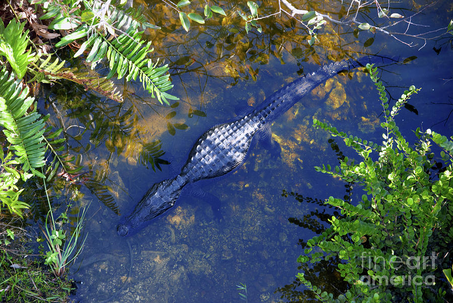 Alligator aerial Everglades Photograph by David Lee Thompson