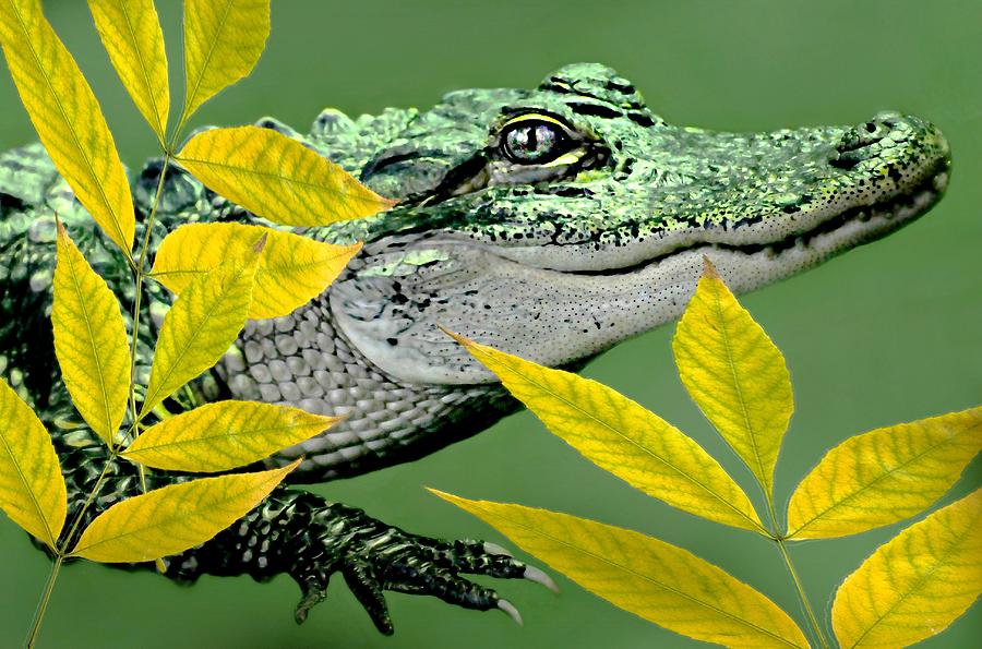 Alligator Alley Photograph by Diana Angstadt Fine Art America