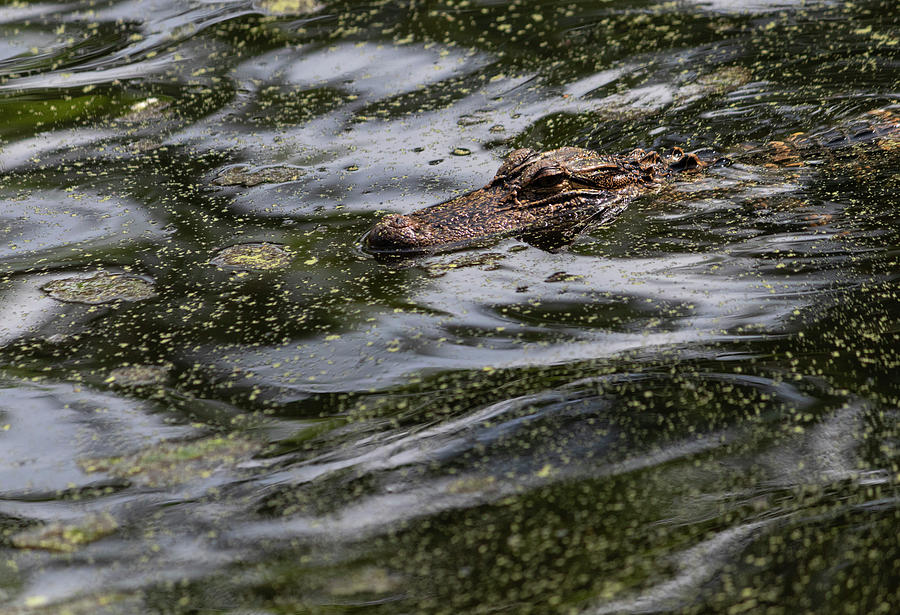 Alligator Alley Photograph by Suzanne Gaff