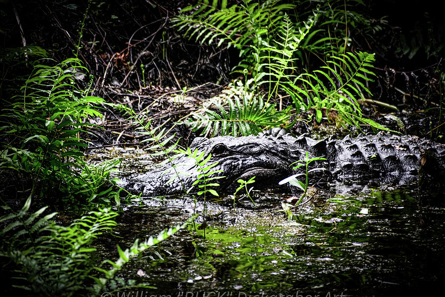 Alligator Amongst the Ferns Photograph by William Dickgraber