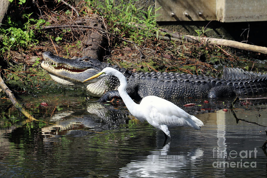 Alligator and Egret  9973 Photograph by Jack Schultz