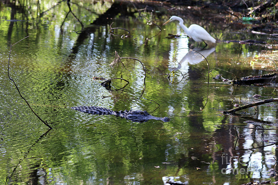 Alligator and Great White Egret 9874 Photograph by Jack Schultz