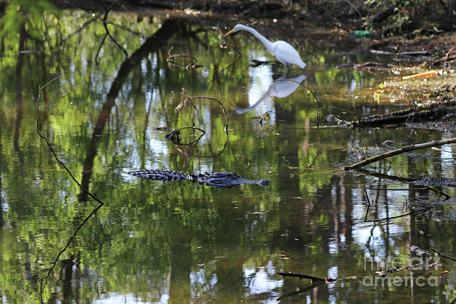 Alligator And Great White Egret 9878 Photograph