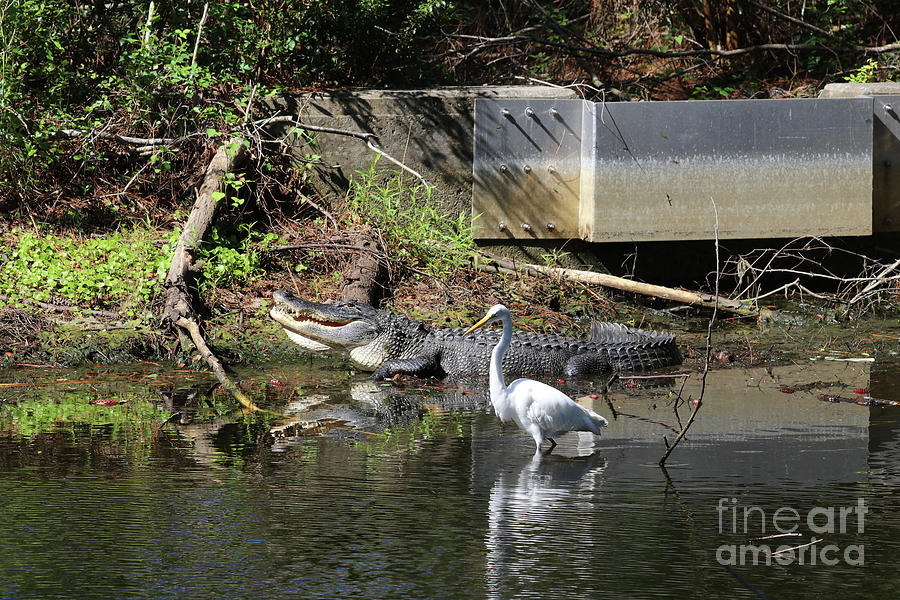 Alligator And Great White Egret 9970 Photograph