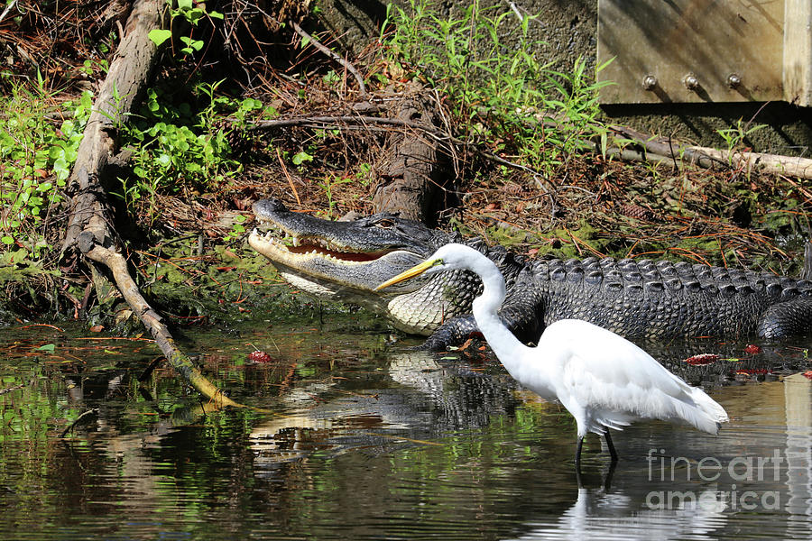 Alligator and Great White Egret 9974 Photograph by Jack Schultz