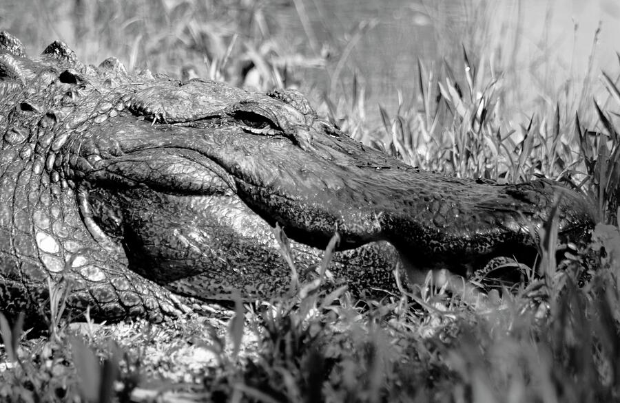 Alligator at Myrtle Beach South Carolina BW Photograph by Bob Pardue