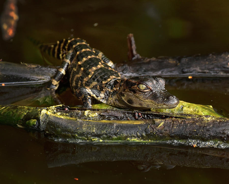 Alligator Baby Photograph by Cindy McIntyre