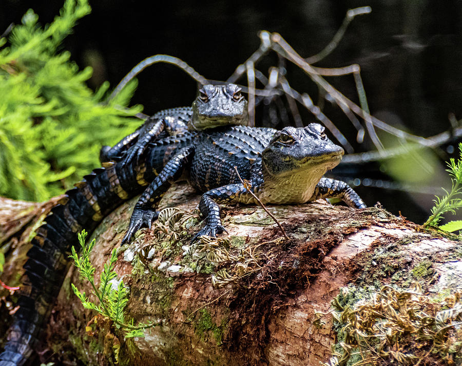 Alligator Back Rides Photograph by Pamela McDaniel