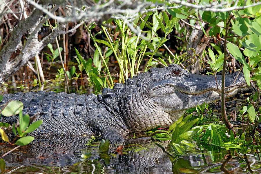 Alligator Basking In Swamp Photograph by Daniel Caracappa | Pixels