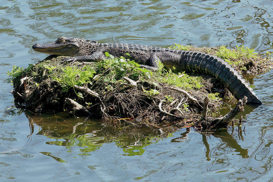 Alligator Bed Photograph by John Kirkland