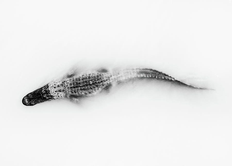 Alligator Black and White Photograph by Donnie Whitaker
