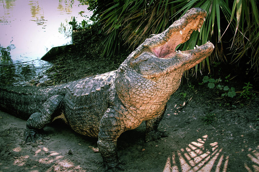 Alligator Photograph by Carolyn Hutchins Alligator Photograph by Carolyn Hutchins