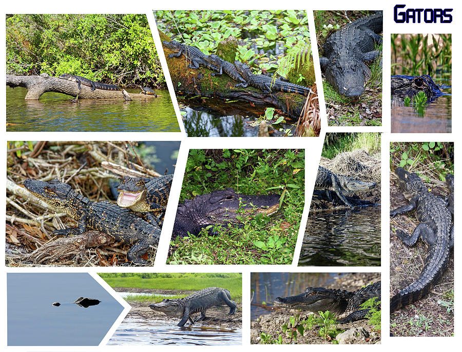Alligator Collage Photograph by Sally Weigand