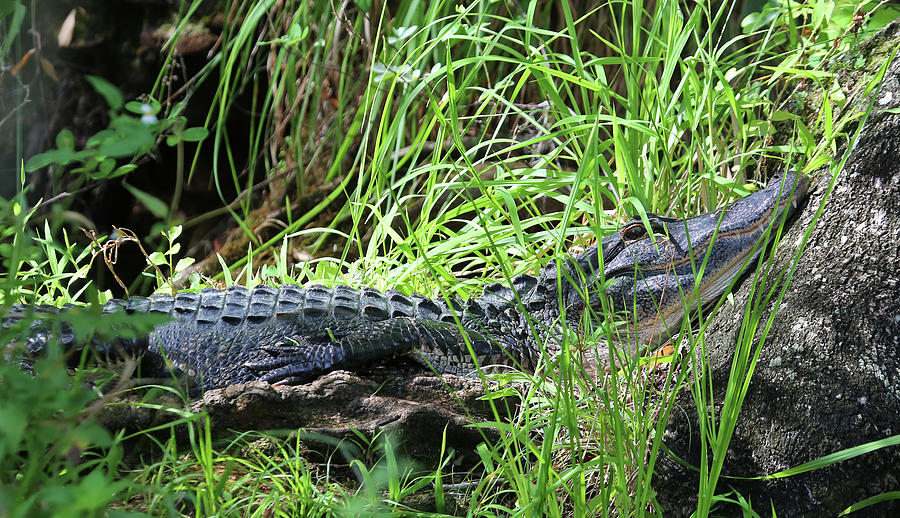 Alligator Comfort Photograph by Gina Fitzhugh
