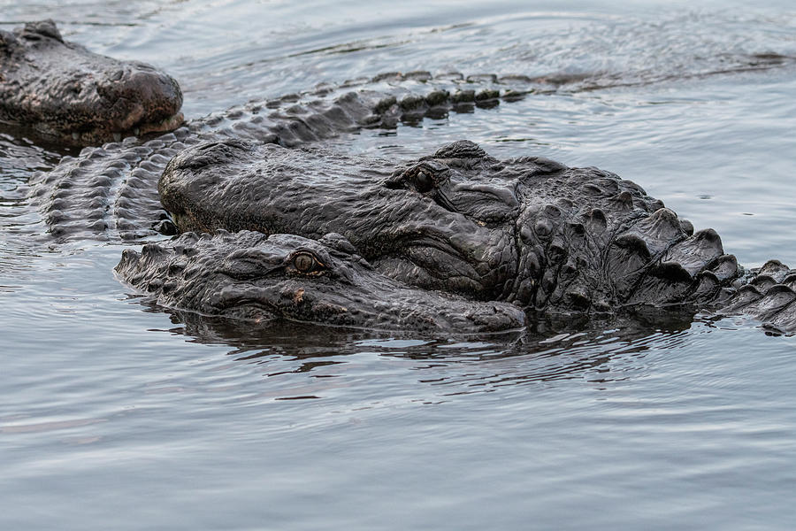 Alligator Courtship Photograph by Carolyn Hutchins