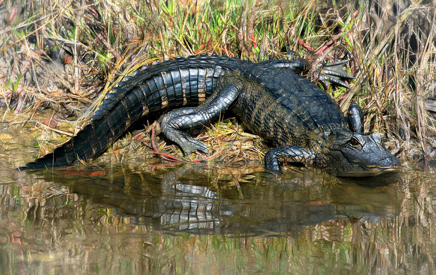 Alligator Curve Photograph by Art Cole